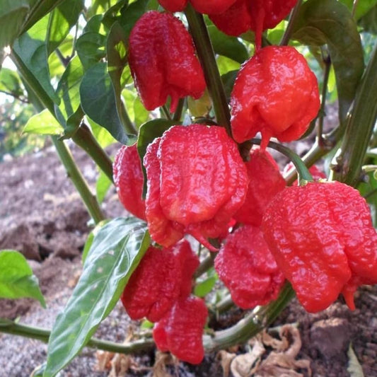 Large Carolina Reaper 10 Seeds Super Hot Gigantic Pods - Organic Fresh Seeds for Planting - Live Seeds for Home and Garden