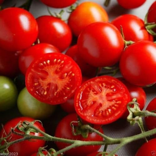 50 Campari Tomato Seeds ,Sweet Juicy, High Sugar Level, Low Acidity!