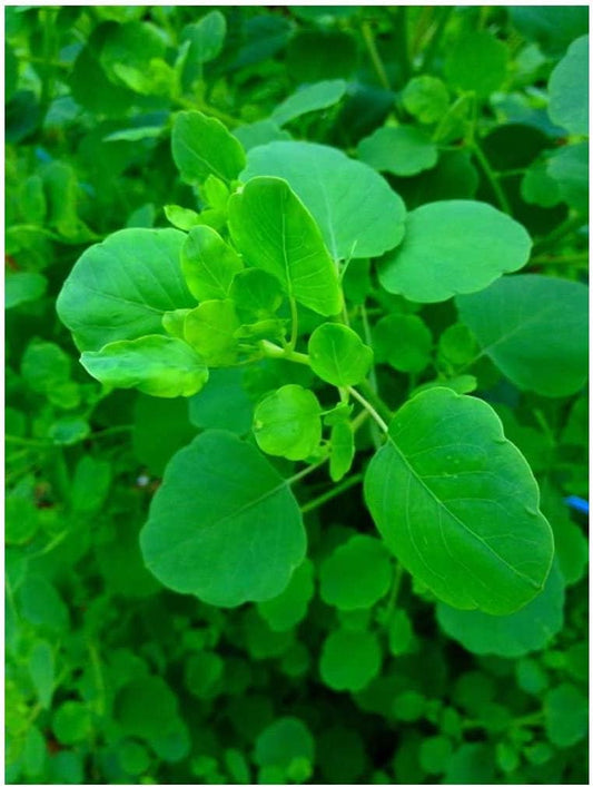Papalo 100 Seeds - Mexican Herb - Porophyllum Ruderale - Indoors or Out by