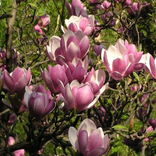 10 Seeds Saucer Magnolia - Magnolia - Organic Fresh Seeds for Planting - Live Magnolia Seeds for Home and Garden Landscape