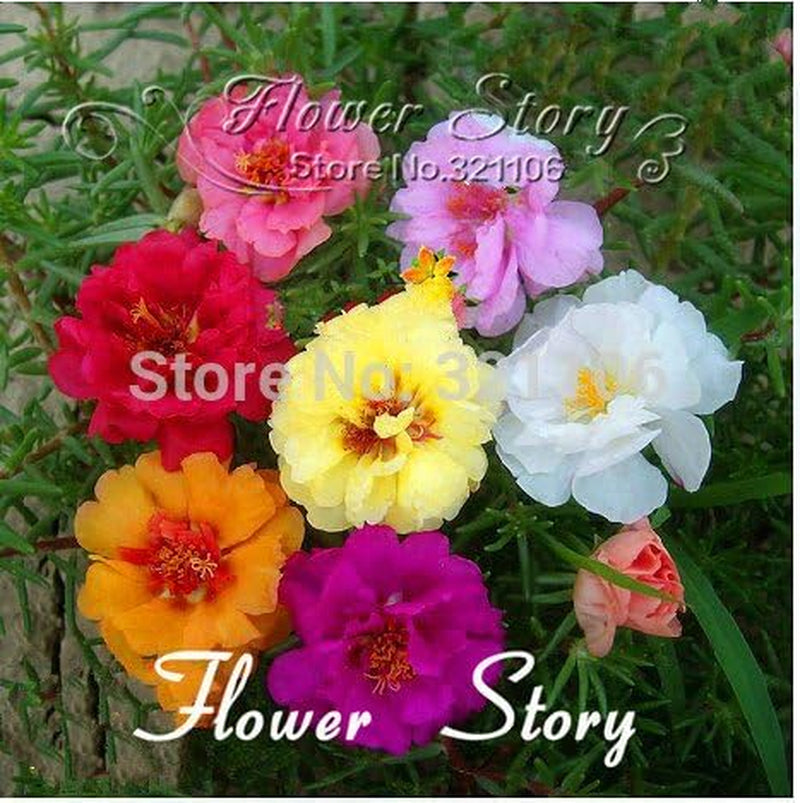 500 Mixed Color Moss-Rose Purslane Double Flower Seeds for Planting (Portulaca Grandiflora), Heat Tolerant ,Easy Growing