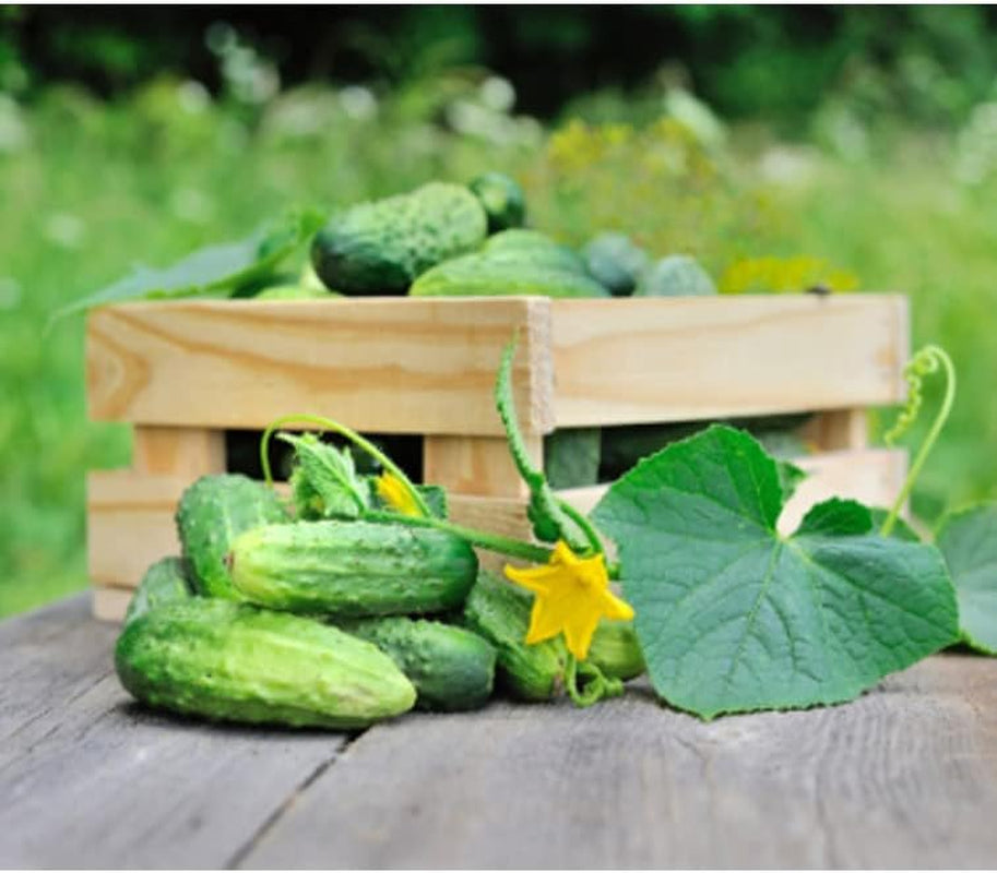 Cucumber Seeds 50+ Pickling Cucumber Seed - Heirloom - Plant for Your Garden