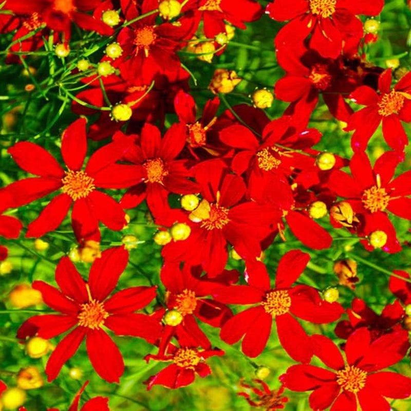 Seeds 1000 Flower Coreopsis Red Dwarf- Coreopsis Tinctoria- 1000 Seed Flower
