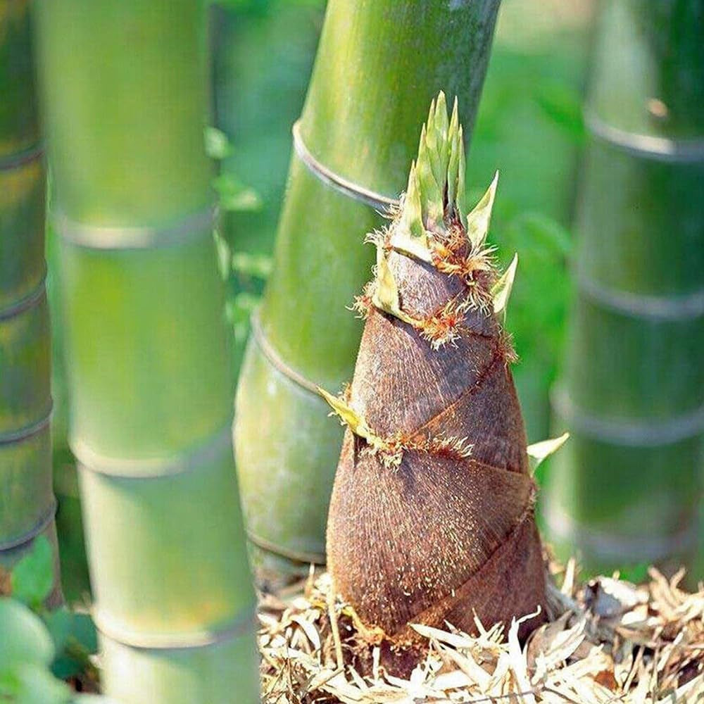50 Seeds Giant Moso Bamboo - Seeds Perennial Evergreen Grows Edible Bamboo Shoots - Organic Plant Bamboo Seeds for Home and Garden - Seeds for Planting