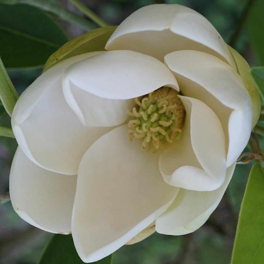 10 Seeds Sweetbay Magnolia - Magnolia Virginiana Southern- Organic Fresh Plant Seeds for Home and Garden - Live Sweetbay Magnolia Seeds for Planting