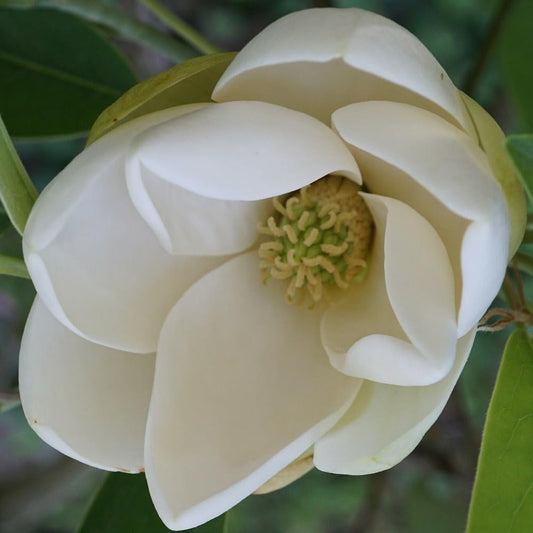 10 Seeds Sweetbay Magnolia - Magnolia Virginiana Southern- Organic Fresh Plant Seeds for Home and Garden - Live Sweetbay Magnolia Seeds for Planting