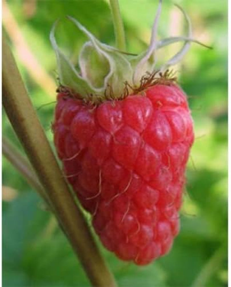 50 Seeds Jumbo RED Raspberry Bush Seeds Rubus Raspberries Sweet Fruit …
