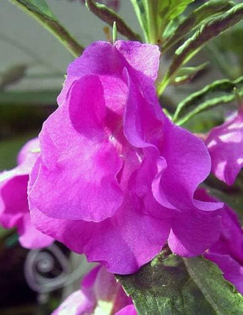 Mixed Impatiens Balsam Balsamina Touch Me Not Jocad (100 Seeds)