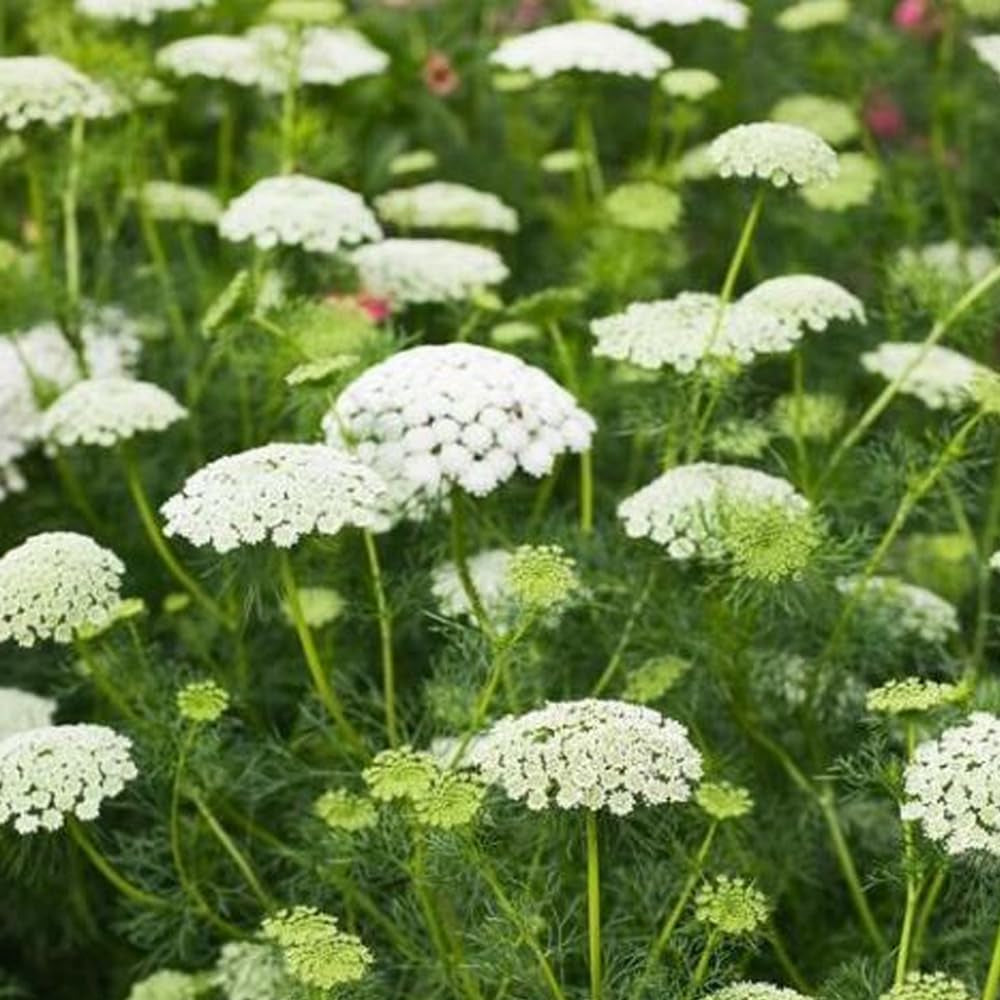 500 Seeds Bishop'S Flower Seeds Butterflies - Organic Flower Seeds for Planting - Live Seeds for Home and Garden