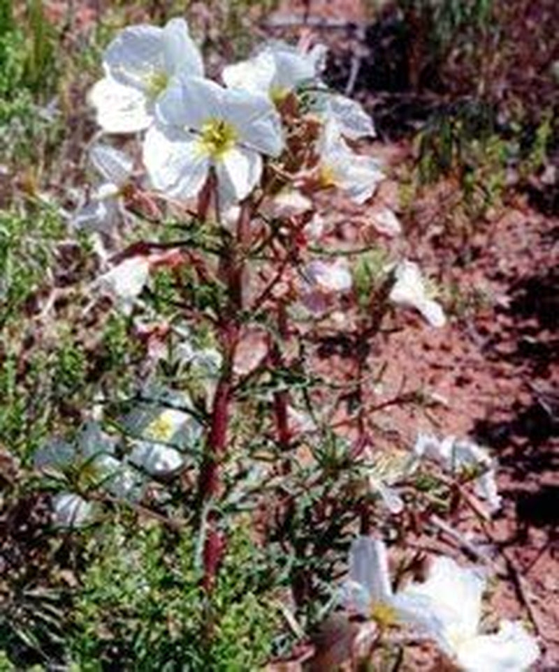 250 WHITE / PALE EVENING PRIMROSE (White Buttercup / Sundrops) Oenothera Pallida Flower Seeds