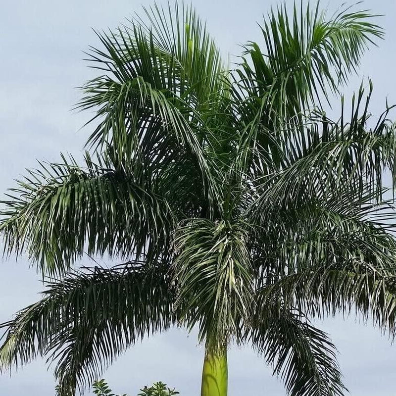 20 Seeds Ornamental Palm Tree Cuban Royal Palm Tree Seeds, Roystonea Regia