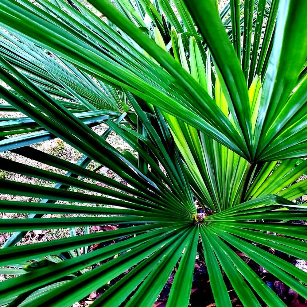 10 Seeds Windmill Fan Palm Tree Seeds Trachycarpus Fortunei Most Cold Hardy Palm Plant - Organic Live Seeds for Planting