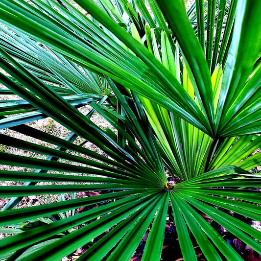 10 Seeds Windmill Fan Palm Tree Seeds Trachycarpus Fortunei Most Cold Hardy Palm Plant - Organic Live Seeds for Planting