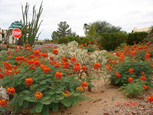 MEXICAN RED BIRD of PARADISE PLANT 25 SEEDS BEST BUY