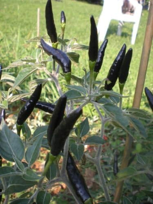 RARE Black Cobra Hot Pepper Seeds! JET BLACK PEPPERS on FUZZY PLANTS! COMB. S/H!