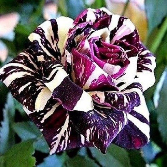 Black Dragon Rose Bush 20  Seeds 20 Seeds Rare