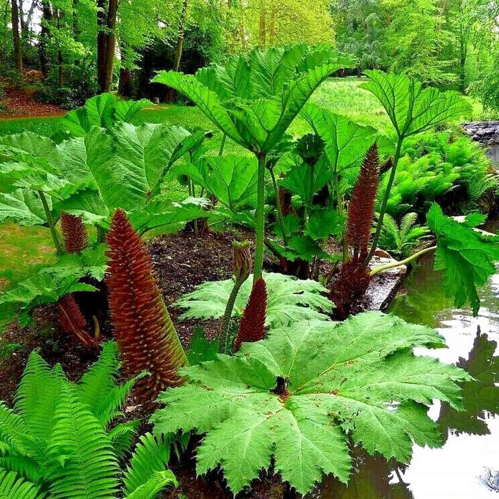 25 Seeds GUNNERA MANICATA Seeds "Dinosaur Food" Giant Hardy Exotic Flower Plant Rare - Organic Fresh Seeds for Planting
