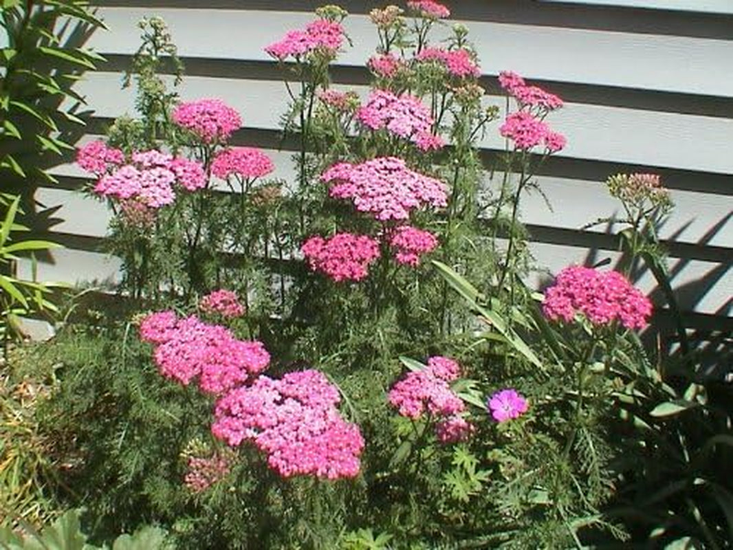 250 PINK CERISE QUEEN YARROW Achillea Millefolium Flower Seeds