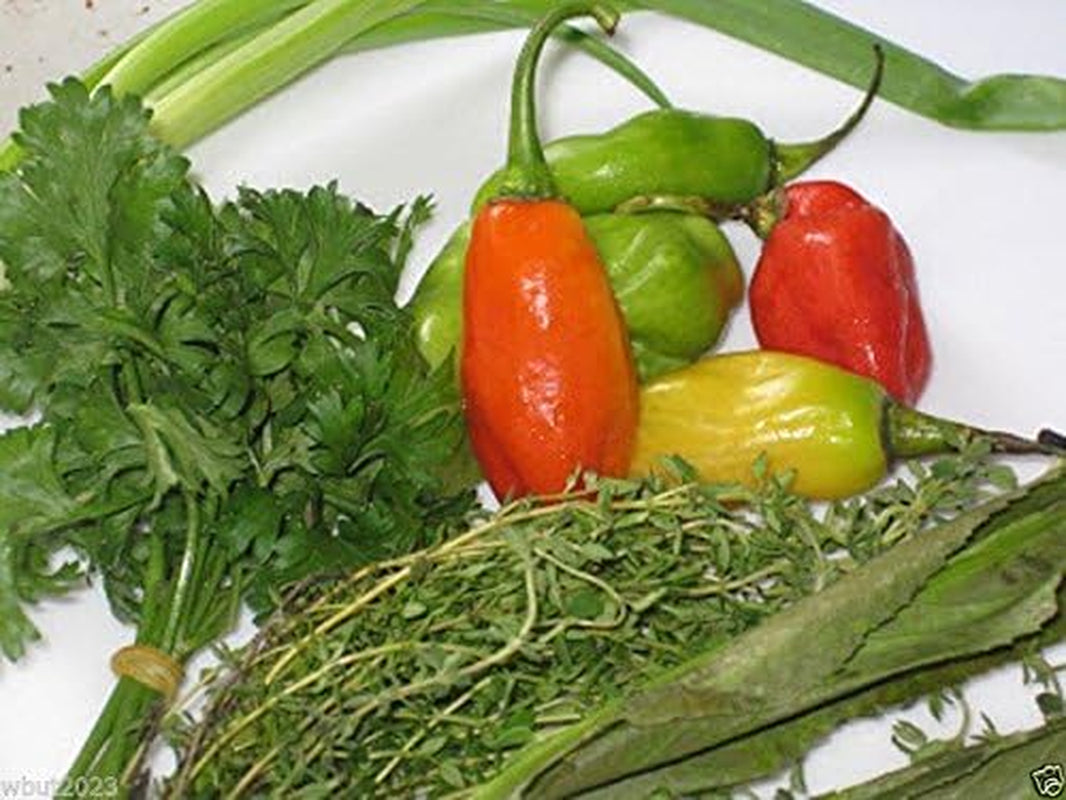 10 Seeds Trinidad Pimento Pepper Seeds A. K. A. Seasoning Pepper (C.Chinense) Very Tasty!