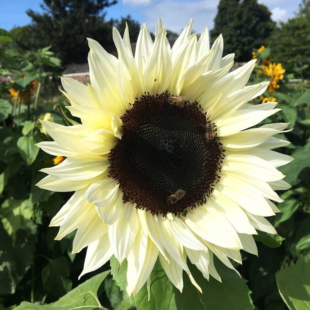20 Procut White Nite Sunflower Seeds - Organic Fresh Seeds for Planting - Seeds for Home and Garden