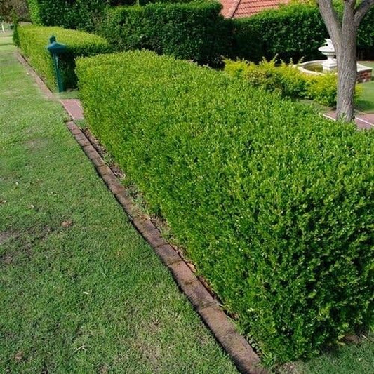 Wintergreen Japanese Boxwood Hedge Seeds (Buxus Microphylla) 20+Seeds (20+)