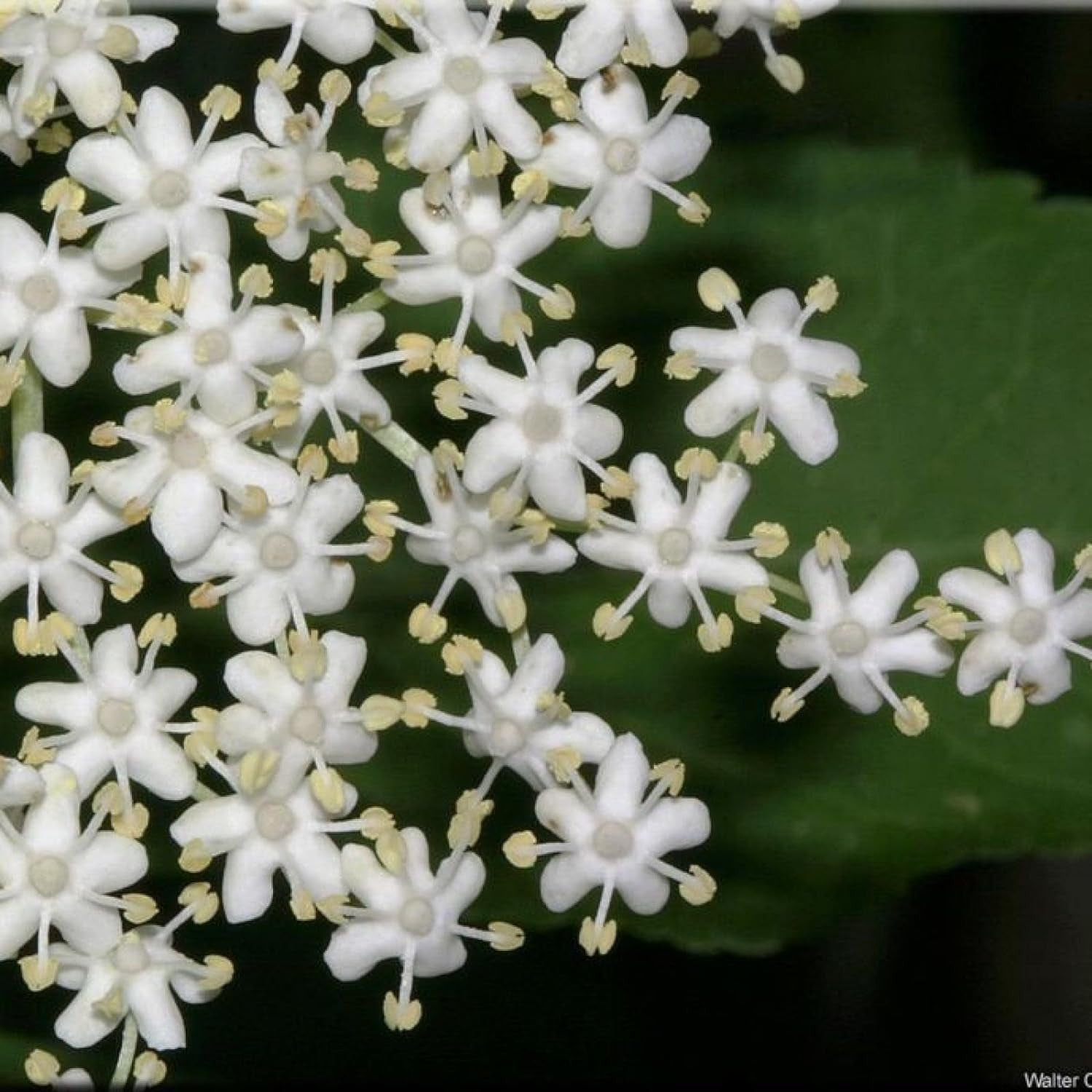 EUROPEAN ELDERBERRY Sambucus Nigra - 25+ SEEDS