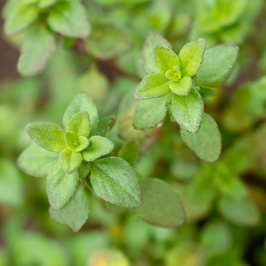 400 Lemon Thyme Seeds Flower Herb Seeds,Impressive Fast Growing