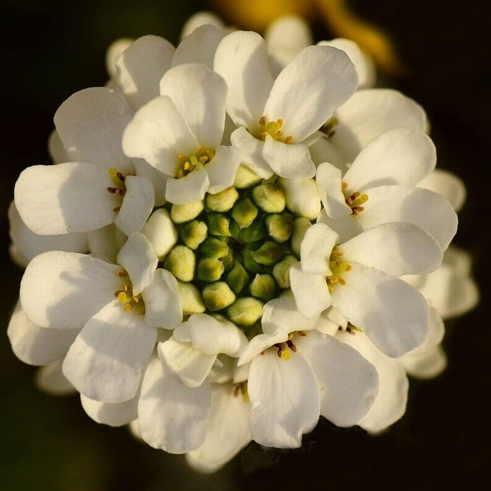 250 Seeds Empress White Candytuft Rocket Flower Seeds Iberis Amara - Plant Organic Seeds for Your Home and Garden