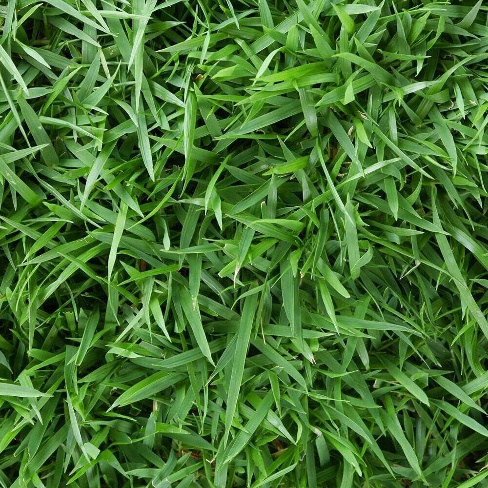 Empire Zoysia Grass Seeds Zoysia Empire Grass Seeds Zoysia Grass Seeds 1/8Lb