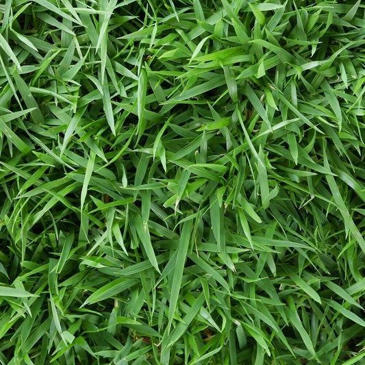 Empire Zoysia Grass Seeds Zoysia Empire Grass Seeds Zoysia Grass Seeds 1/8Lb