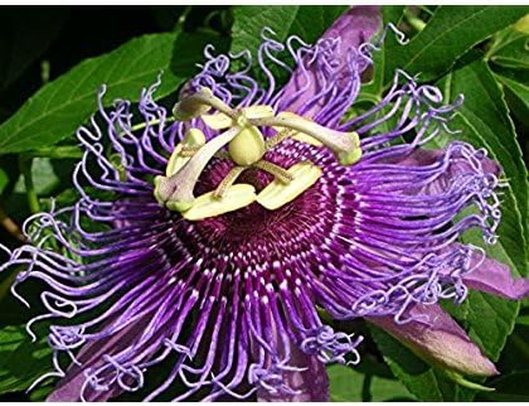 Passiflora Incarnata, Maracuja Passion Flower Maypop Fragrant Seed 10 Seeds