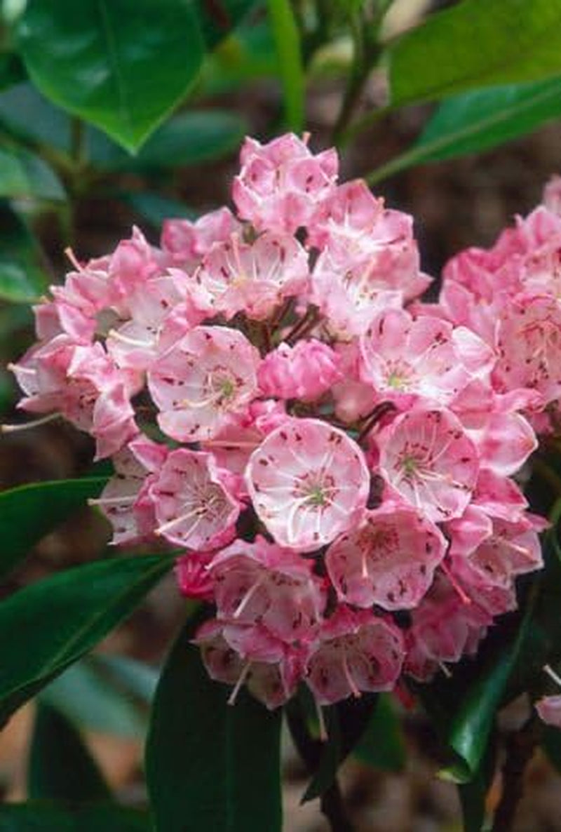 Mountain Laurel Shrub, Kalmia Latifolia,50 Seeds
