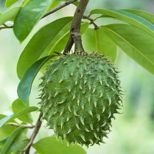 Annona Muricata, Soursop, Graviola 10 Seeds - Organic Fresh Seeds for Planting - Live Seeds
