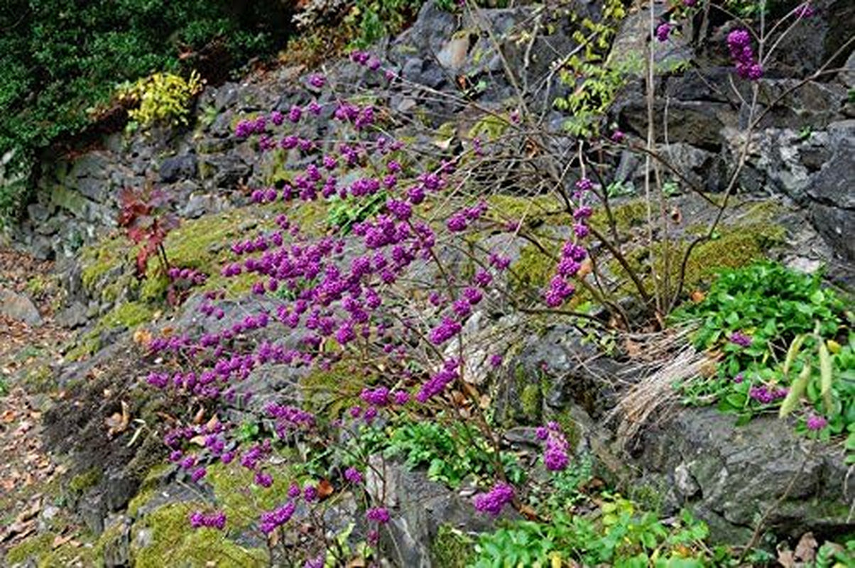Callicarpa Americana Beautyberry Exotic Florida Native Fruit Bird Seed 30 Seeds
