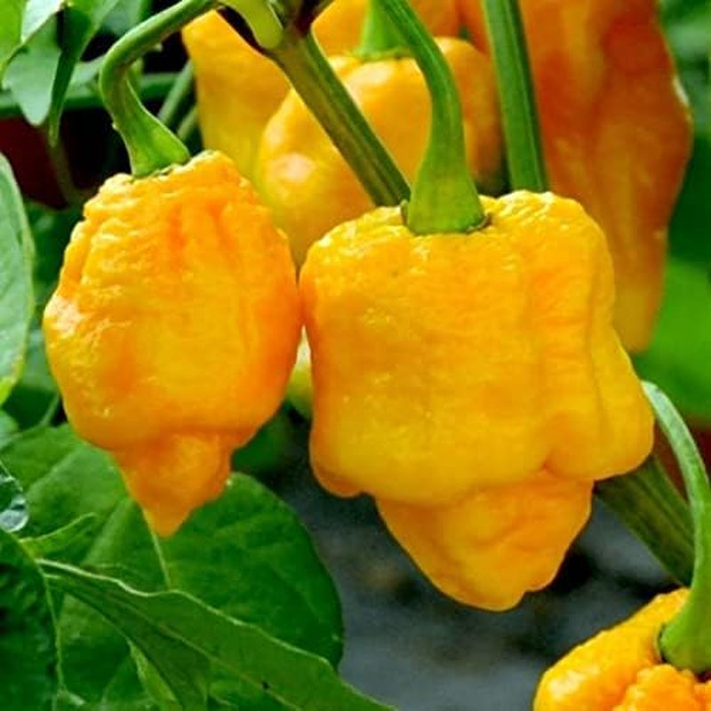 20 Seeds Yellow Trinidad Moruga Scorpion Hottest Chili Pepper EXTREME Rare Chile
