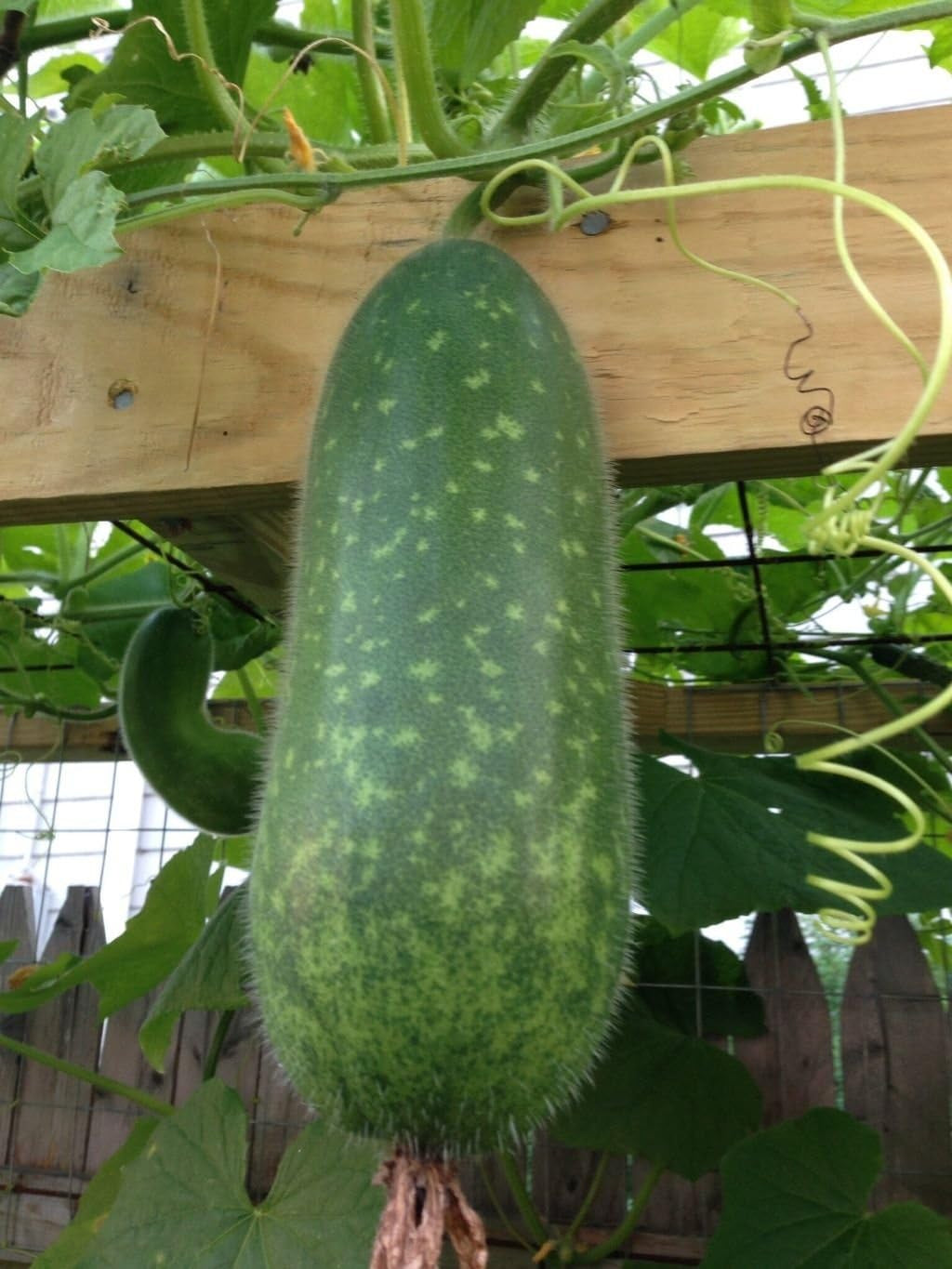 20 SEEDS ASIAN HAIRY GOURD/WAX GOURD/ BI DAO/ MOKWA LONG/ FUZZY GOURD SEEDS