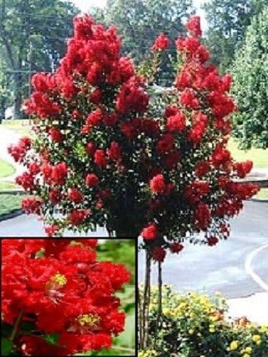 35+ RED CRAPE MYRTLE TREE /SHRUB /FLOWER SEEDS / DROUGHT TOLERANT PERENNIAL