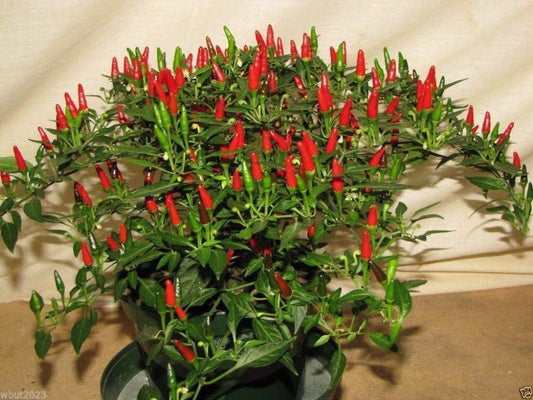 Small Thai Chili Hot Pepper Seeds - Hot Heirloom Chili from Thailand(25 - Seeds)
