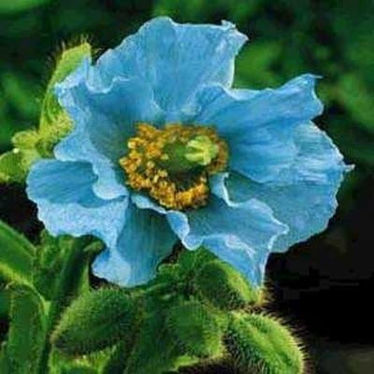 (APOP)~"HIMALAYAN BLUE" Poppy~Seed!!!~~~~~~Perennial Variety!