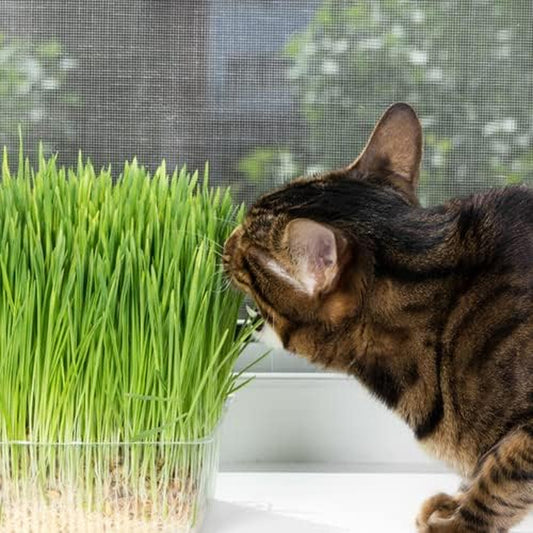 Cat Grass Seeds 100-100 Seeds Oat Seeds for Your Cat - for Cat Seeds - Useful for Cat