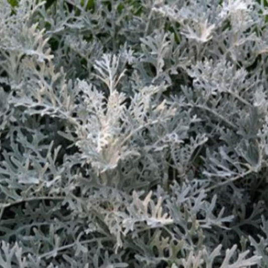 Seed 200 Flower Silverdust Seeds Dusty Miller (Cineraria Maritima) - Plant for Your Garden