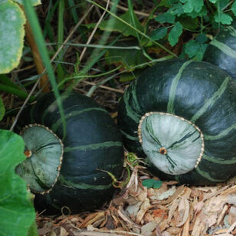 Buttercup Squash 20+ Count Seeds - Green Pumpkin Asian Japanese Kabocha Vegetable Seed 2023 - Organic Fresh Seeds for Planting - Live Seeds for Home and Garden