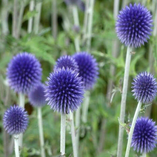 25 Seeds Blue Globe Thistle Flower - Organic Fresh Seeds for Planting - Live Seeds for Home and Garden