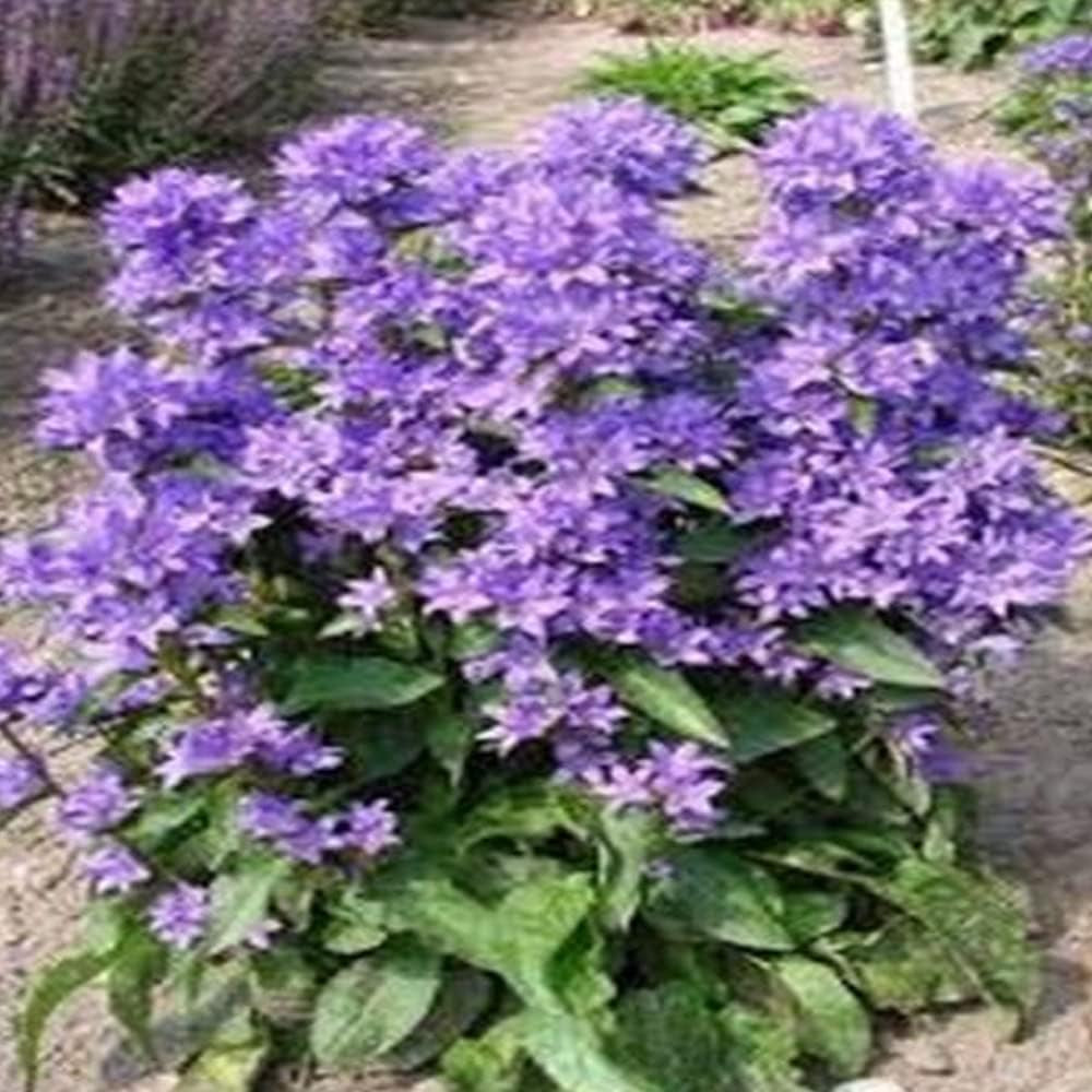 Bellflower Campanula Glomerata - 50 Organic Live Seeds for Planting - Flowers Seeds for Home and Garden