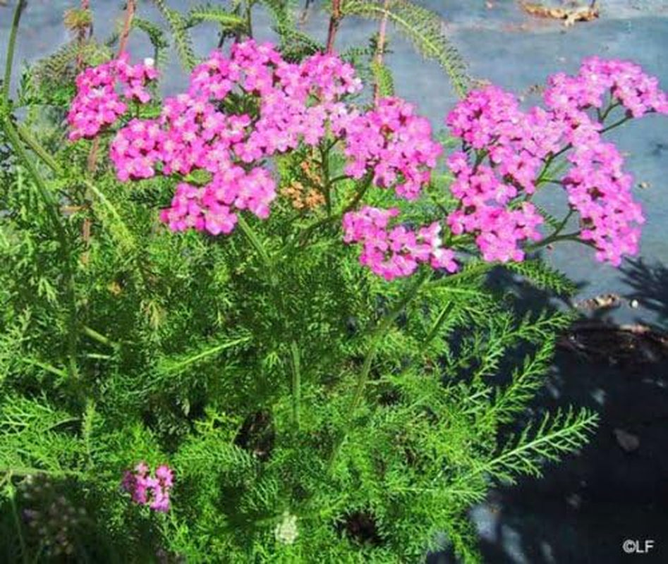 250 PINK CERISE QUEEN YARROW Achillea Millefolium Flower Seeds