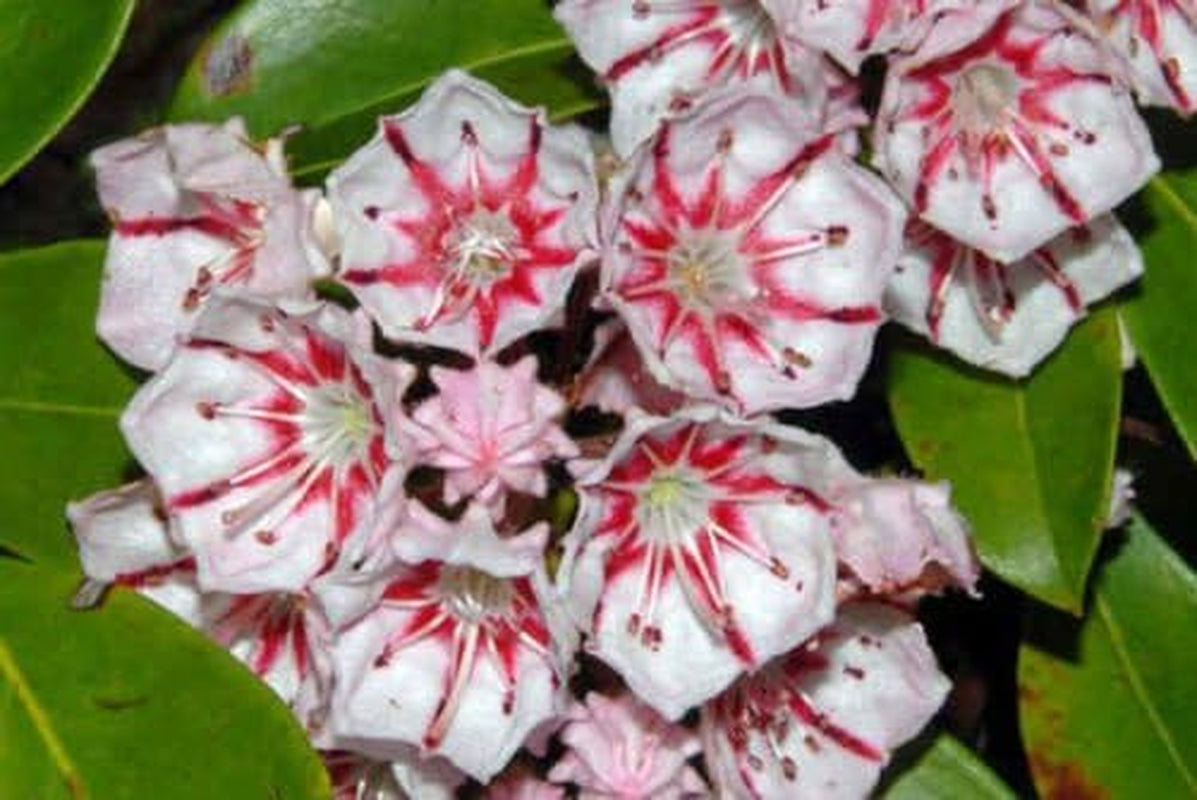 Mountain Laurel Shrub, Kalmia Latifolia,50 Seeds