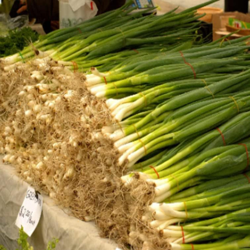 200+Seeds Green Onion Evergreen White Bunching Onion - Organic Allium Cepa Heirloom Non-Gmo 200+Seeds Planting Vegetable Seed
