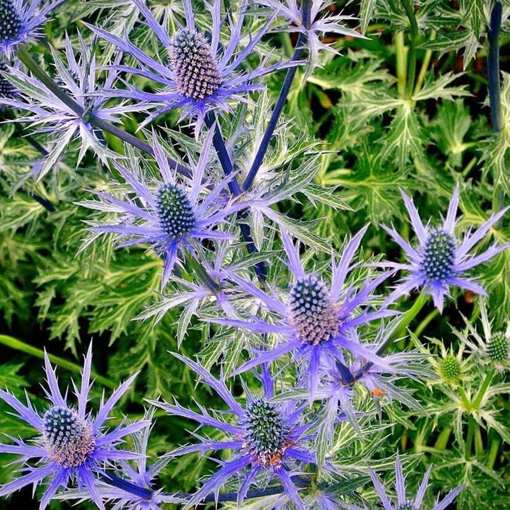 50 Blue Thistle Eryngium Flower Seeds - Organic Flower Seeds for Home and Garden - Live Fresh for Your Landscape