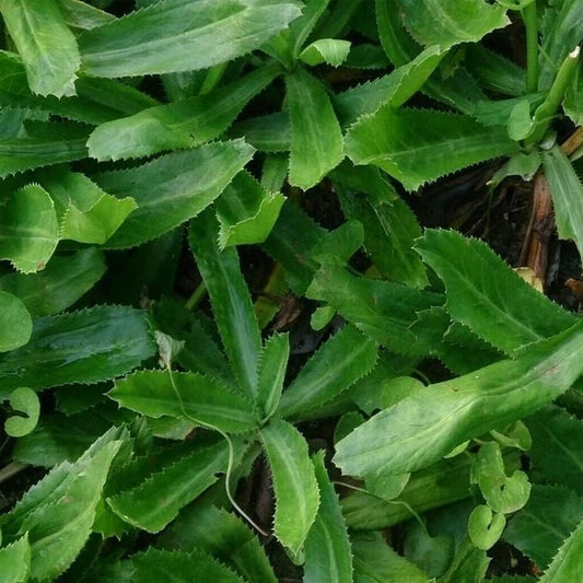 250 Tree Seeds Culantro, Mexican Coriander, Vietnamese NGO GAI (Eryngium Foetidum),