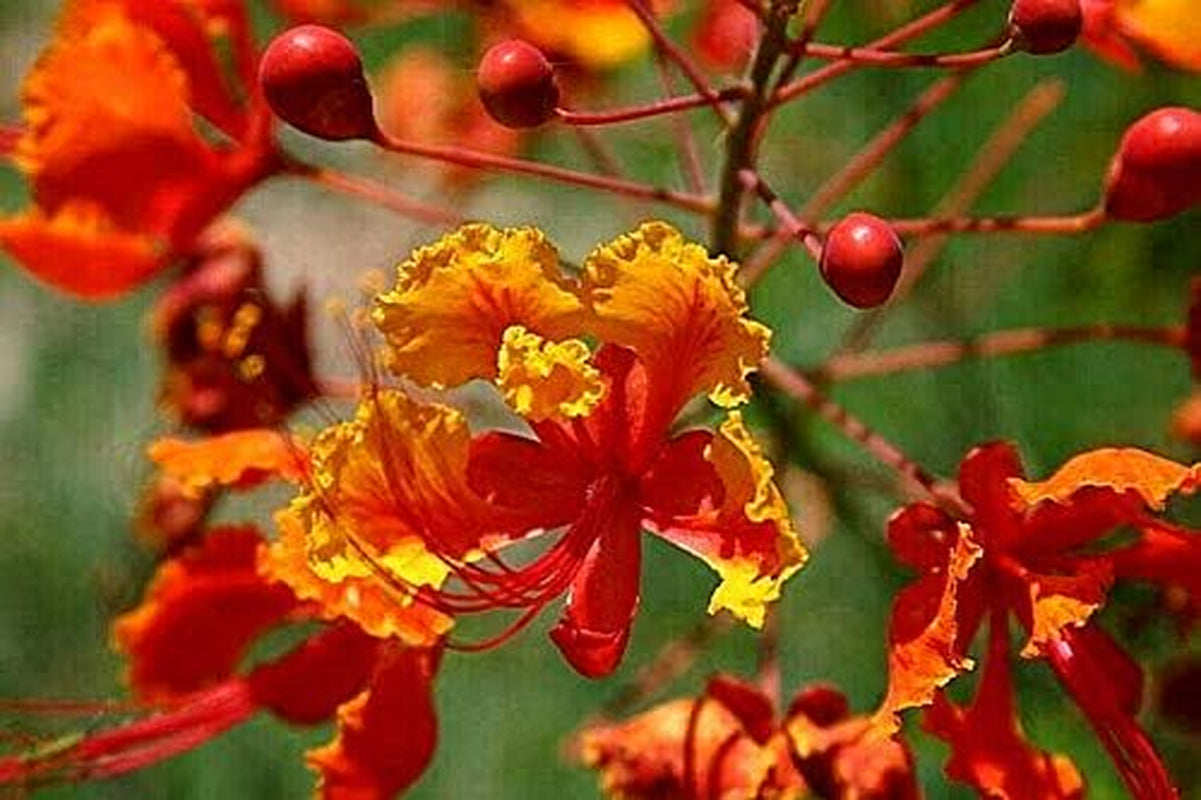 Red Bird of Paradise Caesalpinia Pulcherrima Barbados Peacock Flower Jocad (10 Seeds)